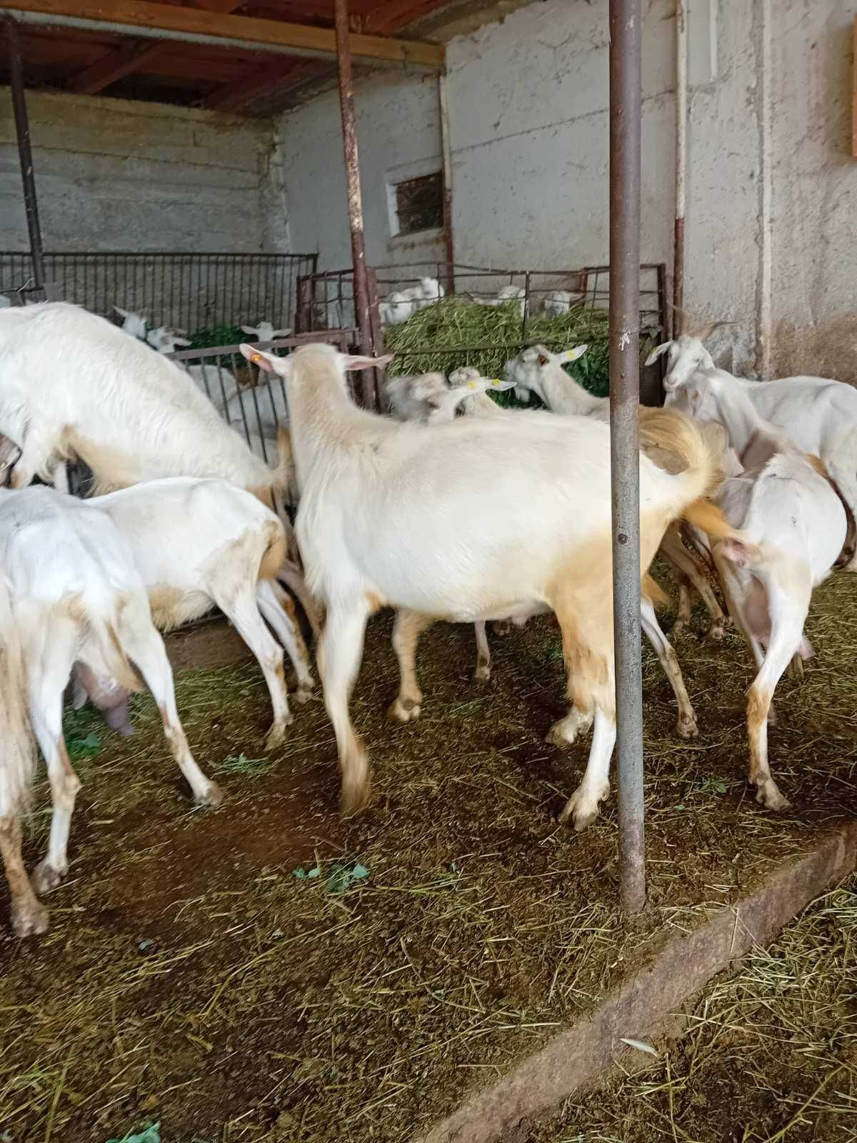 Продавам 15 кози и апарат за доене