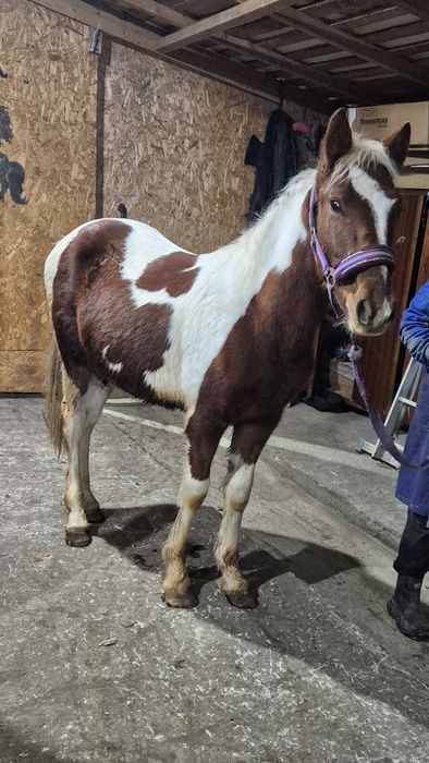 Manz pinto vand/ schimb