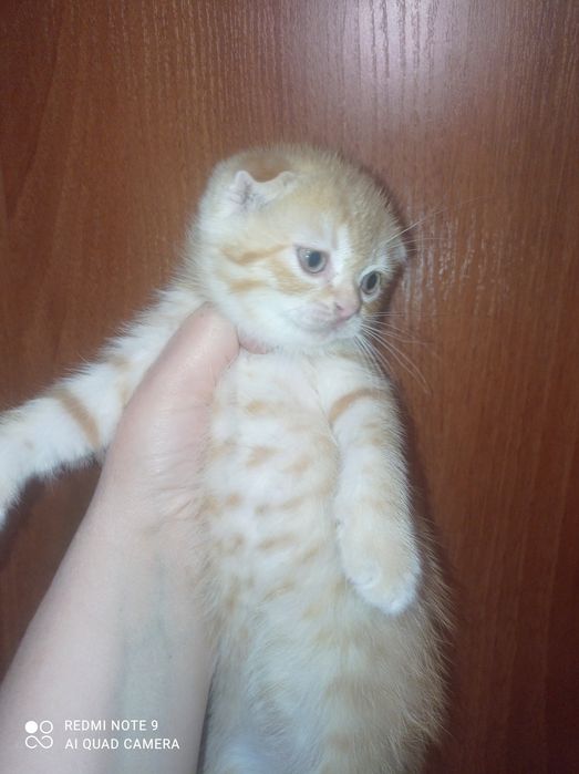 Продам котят шотландская вислоухая.