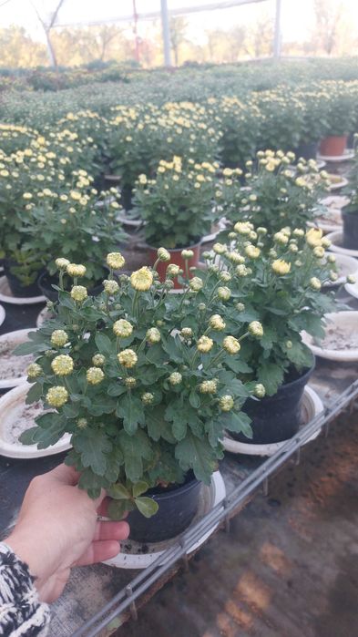 Crizanteme la gĥiveci