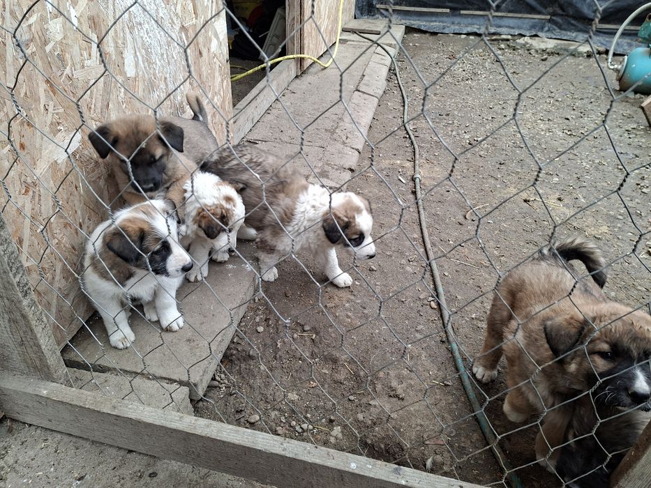 Donez Căței,  rasa ciobanesc