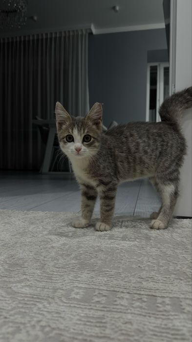 Котик ищет хозяев