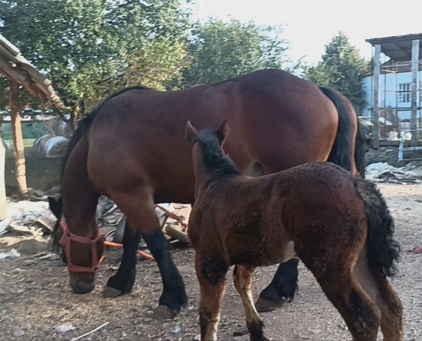 De vânzare iepe.    .