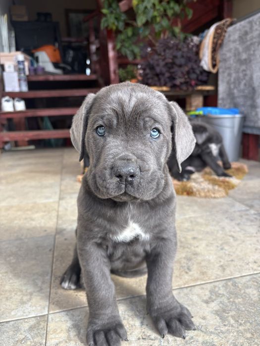 Cane corso pui.