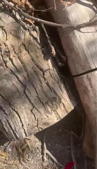 Отдам даром Дрова ореха телецентр