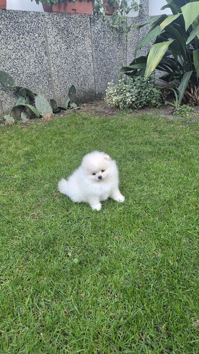 Женско померанче,померан