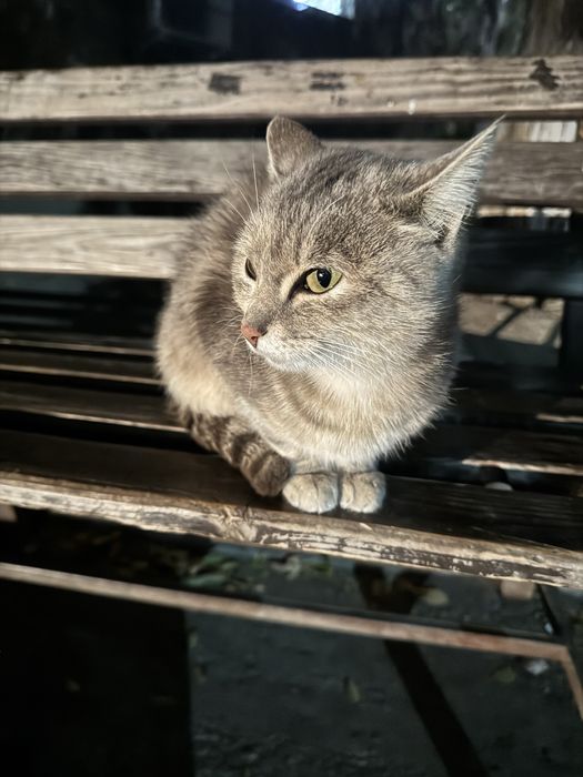 Ищу дом для молоденькой кошечки