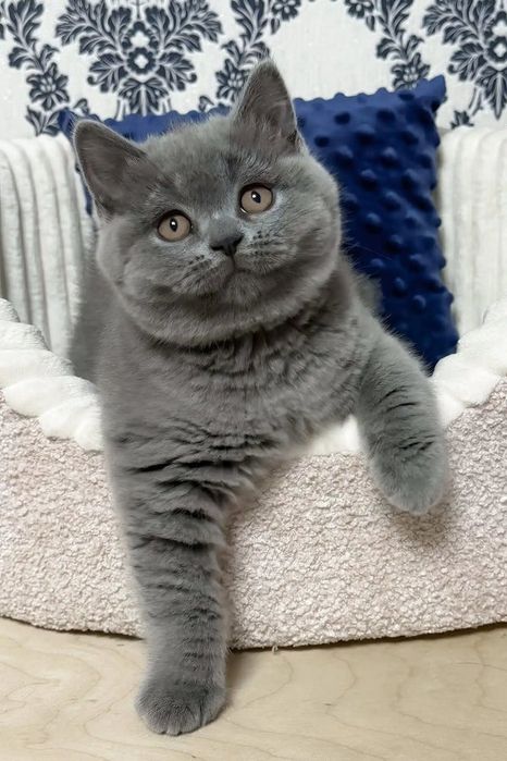 Скотиш страйт голубого окраса