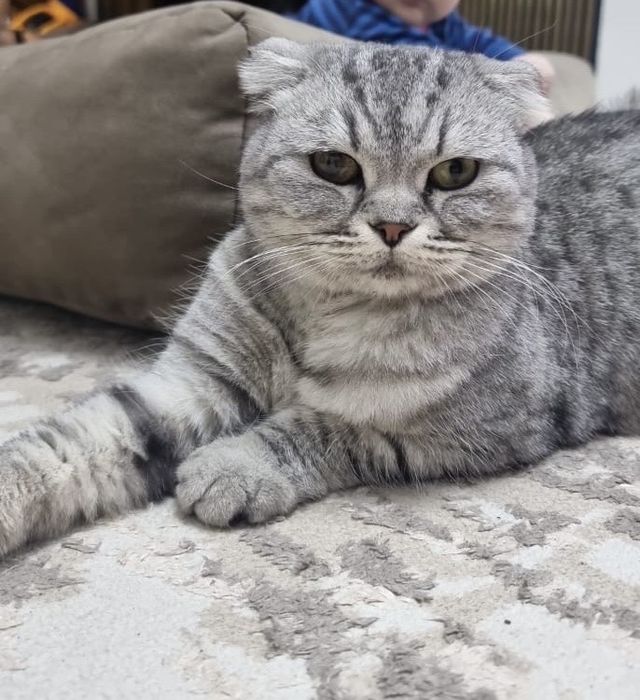 Шотландский мысық сатылады! Бағасына келісеміз