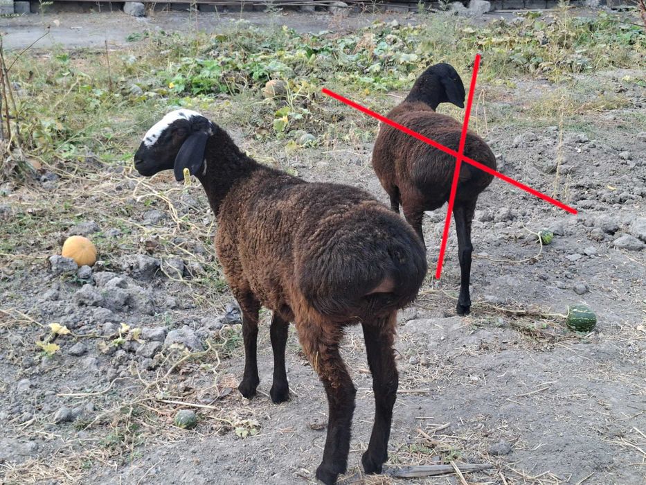 Qo'zi qo'y, bu yilgi