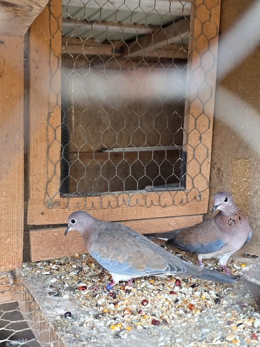 Turturele de senegal