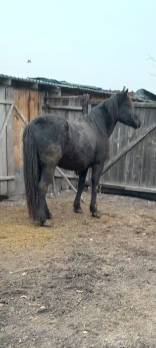 Бие сатылады, продаётся Кобыла.