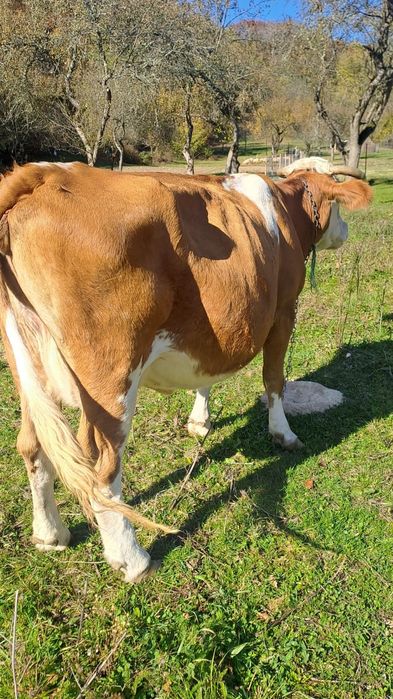 Vind doua juninci și o vaca balta