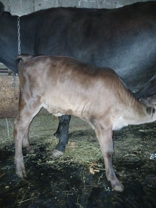 Vând tauras si vitea