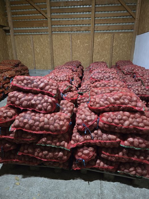 Cartofi consum roșu și alb