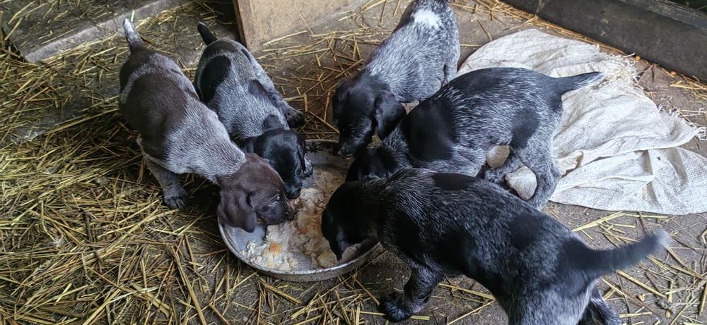 дратхар, ловджийско куче