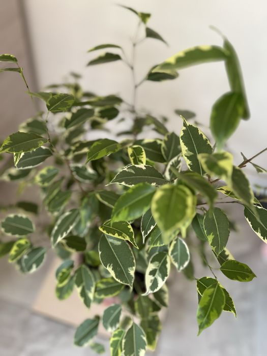 Фикус бенжамина