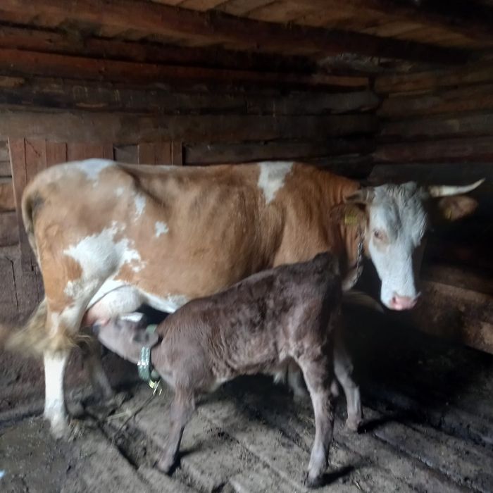 Vaca  cu vițel de vânzare