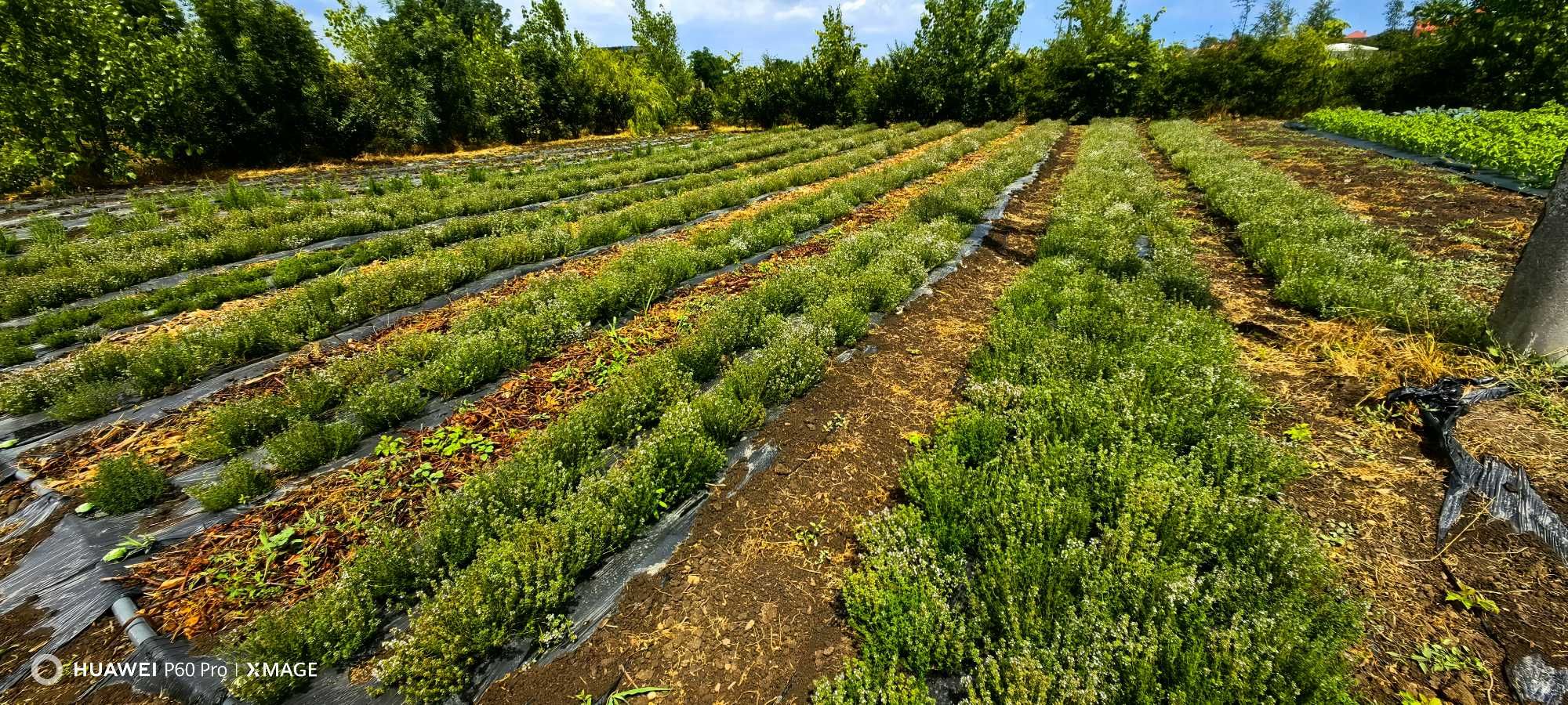 Plante aromatice: busuioc, rozmarin, salvie, oregano, cimbrisor
