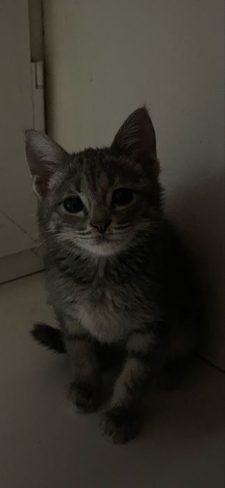 Отдадим котят в доброе руки