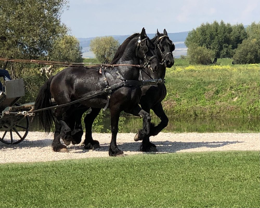 Friesieni Frizieni Friz iapa armasar