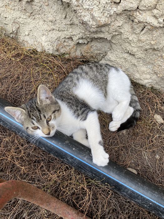 Pisica cuminte si dragalasa