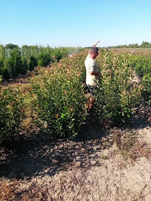 Pepinieră, vând photinia Red Robin cu frunza veșnic verde