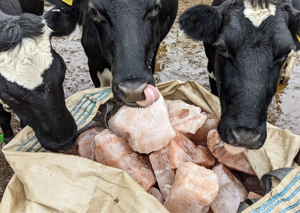 Соль Для Скота Лизунец Гималайская Тұз Малға