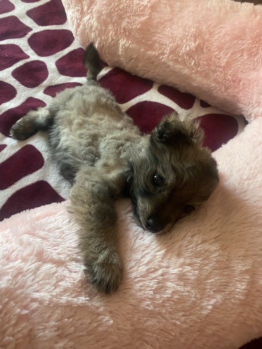 Ofer spre adopție un cățel