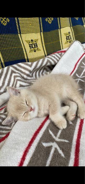 Продаются котята