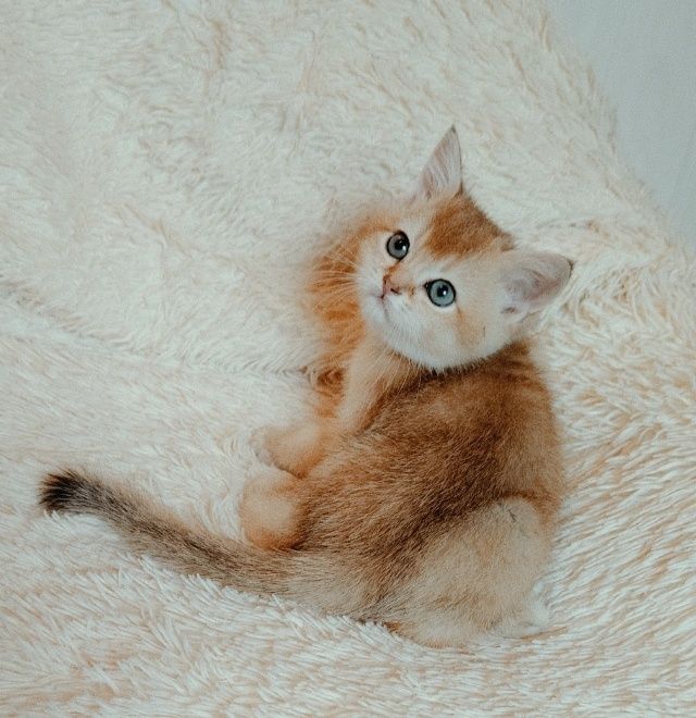Котята Золотые Шиншиллы
