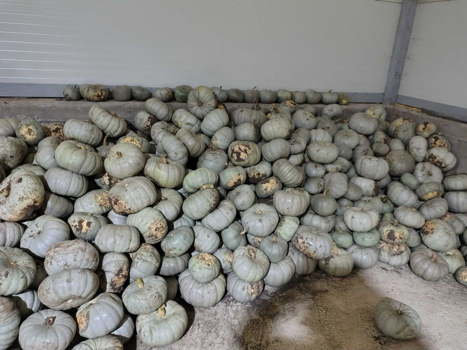 Dovleac de copt sau plăcintă