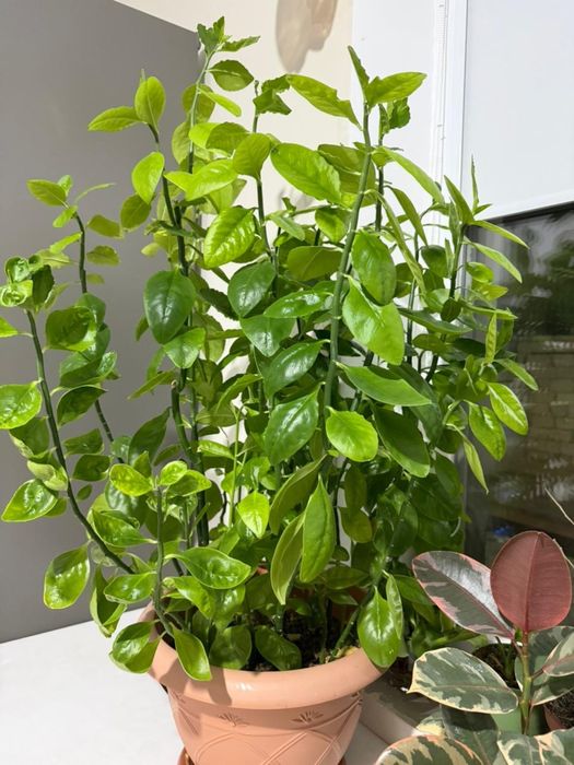 Продам домашний цветок