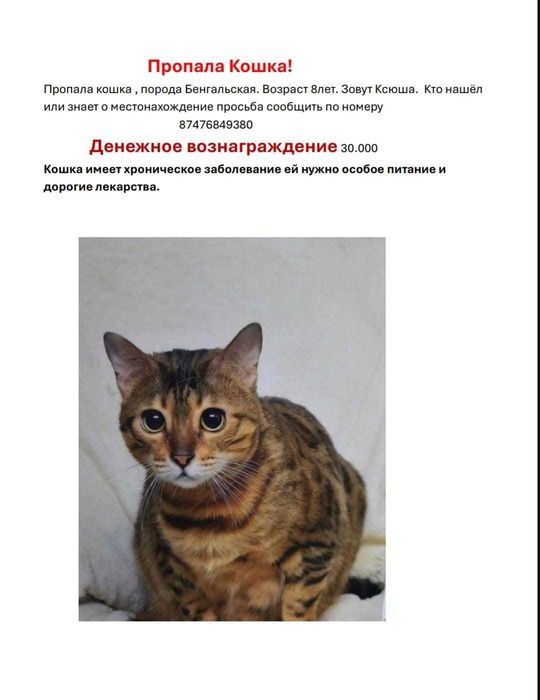 Пропала Бенгальская кошка