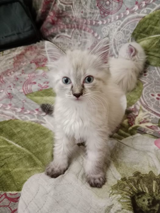 Милые котята ...