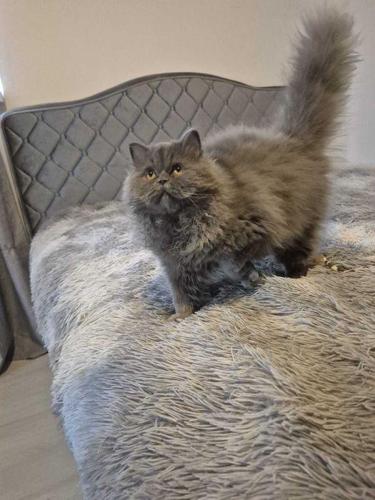 British longhair baietel