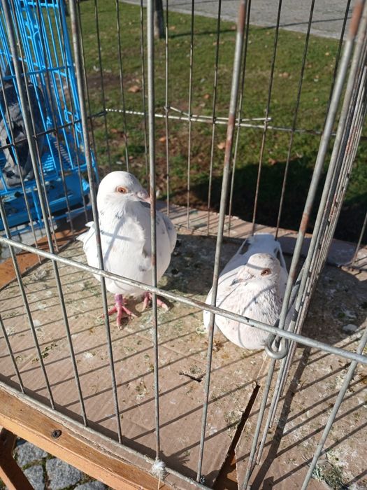 Porumbei voiajori colorați ³