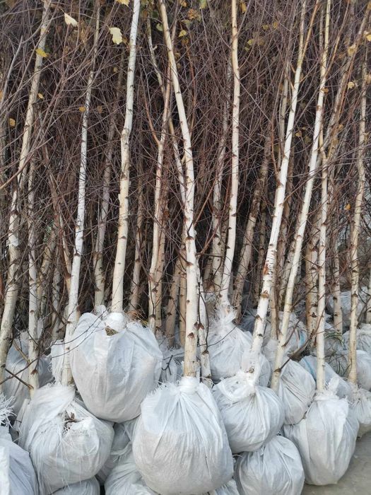 Arbori platan mesteacăn tei