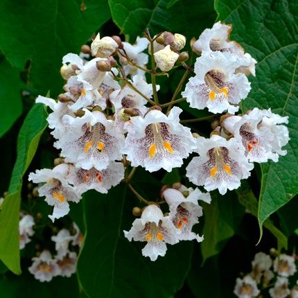 Катальпа,Ель голубая сеянцы