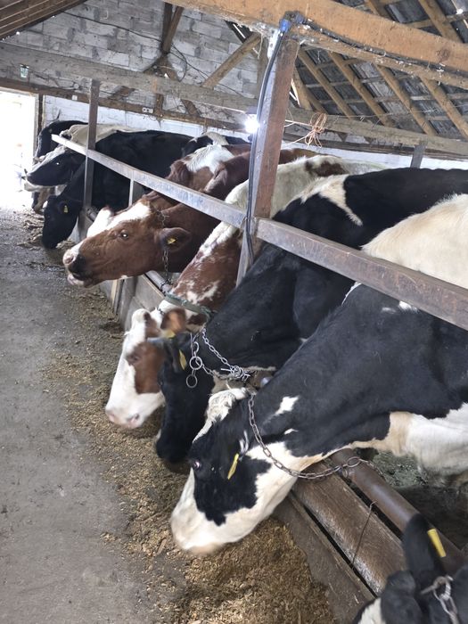 Disponibile vaci holstain