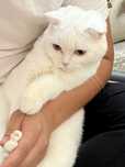 Продаётся Кошка Шотланский Шиншилла. Чистокровный. Sotiladi