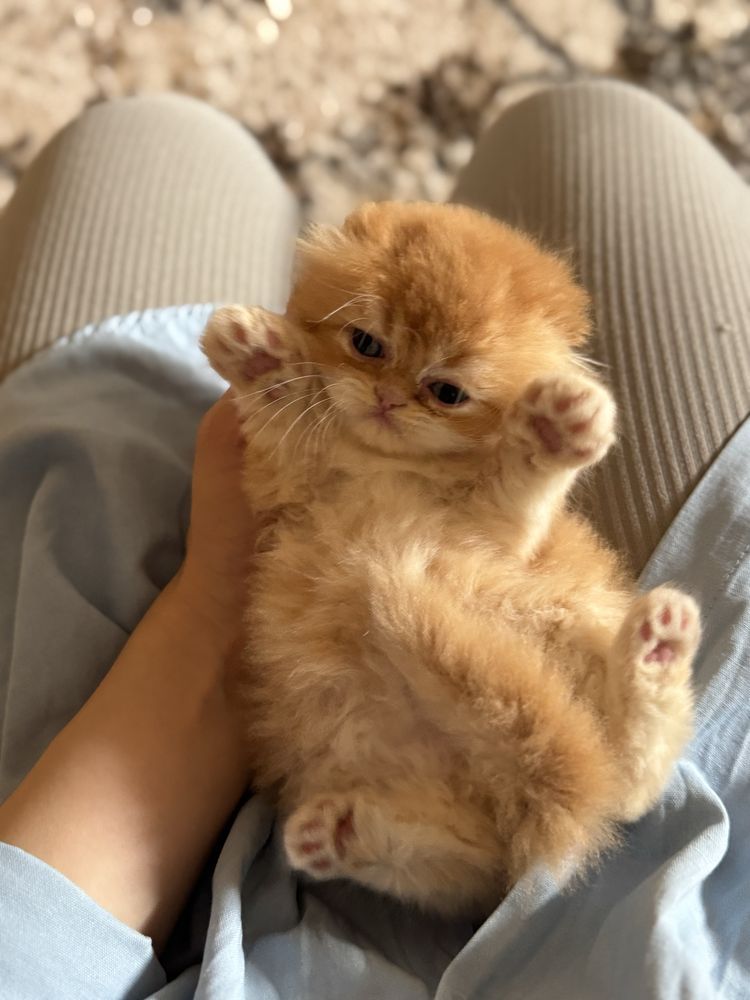 котята чистокровьные мальчик и девочка