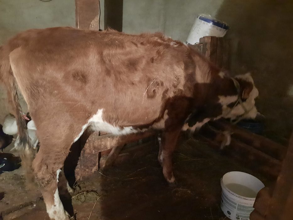 Корова мясная продаётся