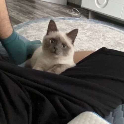 Отдам кота в добрые руки. (Сиамский)