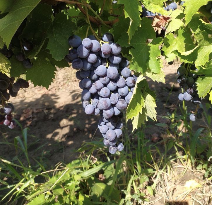 Struguri de masa si de vin