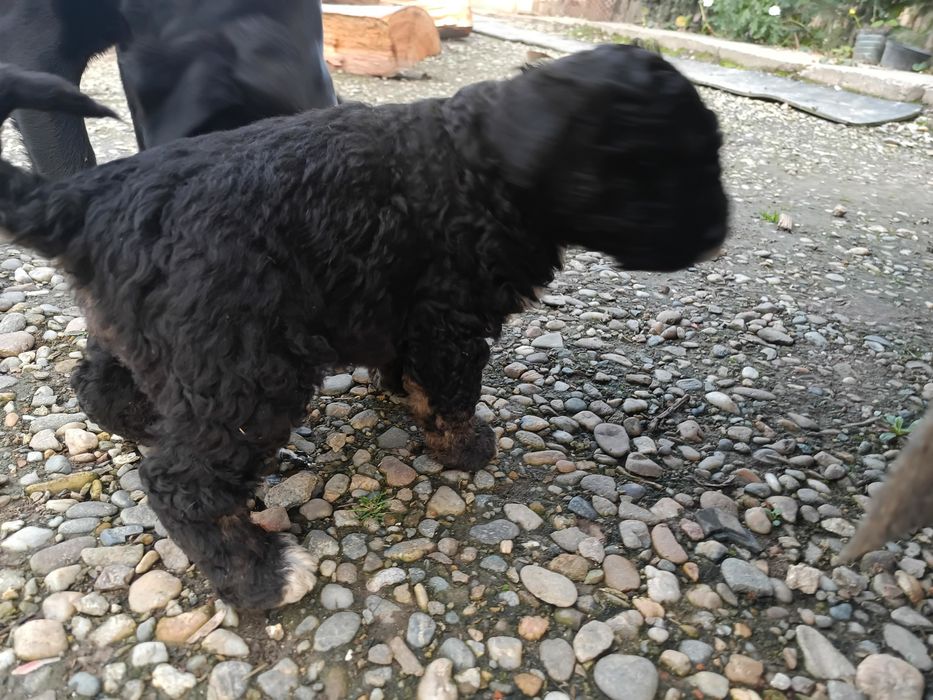 Donez cățeluși dolofani