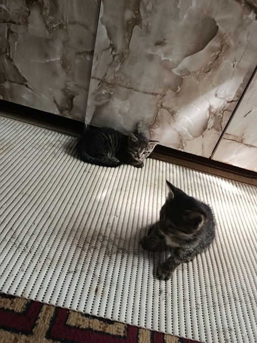 Котята мальчики 2 месяца в добрые руки