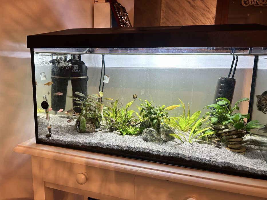 Acvariu complet 54L cu pesti, plante si accesorii gata de utilizare