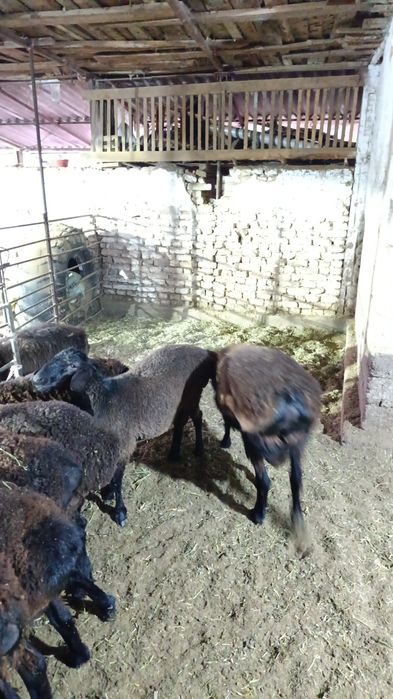 Qassob_serviz UZBEGIM_QASSOBLARI jivoy vesiga 85.000 mingdan