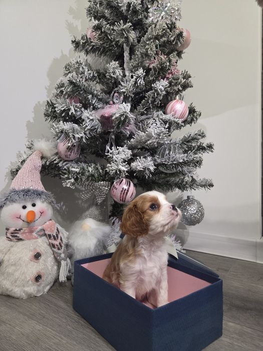 Кавалер кинг чарлз шпаньол